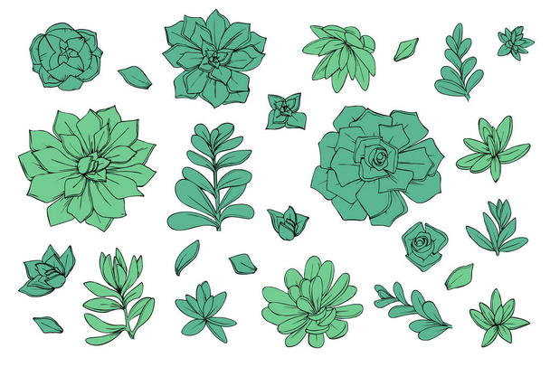 conjunto de objetos de flores suculentas gráficos verde - Vector, imagen