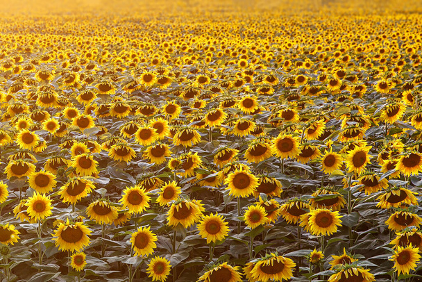 Sunflowers wallpaper. Floral background, natural texture - Photo, Image