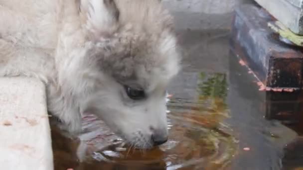 Ένα κουτάβι τρώει νερό σε μια λίμνη ψαριών. - Πλάνα, βίντεο
