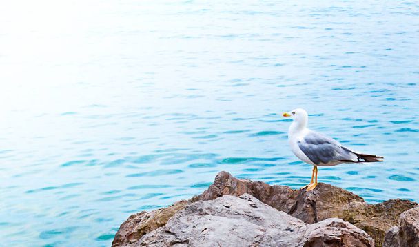 Seagull stand on a stone among blue water - Foto, imagen