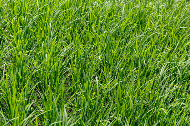Background of a green grass texture. Close-up - Foto, Imagem