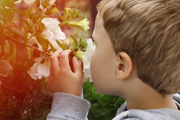 Маленький мальчик держать летние цветы и нюхать их. Милый блондин малышом. Закрыть фотографию. - Фото, изображение