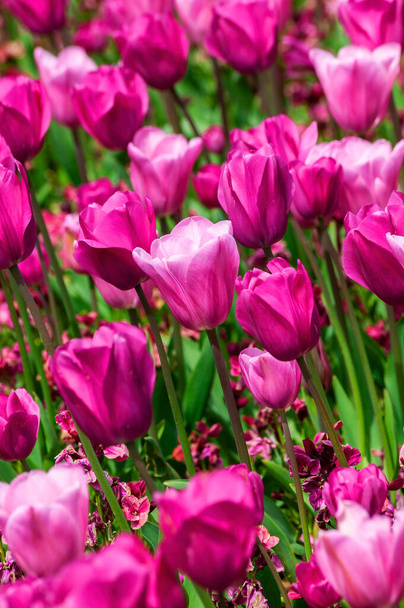Tulip background (tulipa) a spring flowering plant with a pink springtime flower in a public park during March and April, stock photo image - Фото, изображение