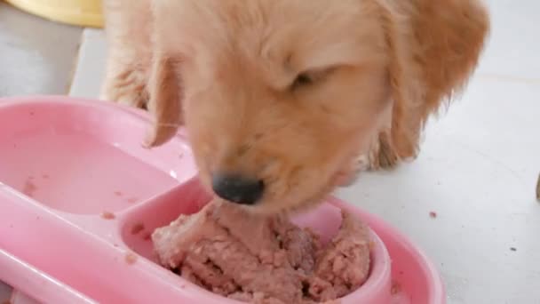 close up a puppy eating food - Footage, Video