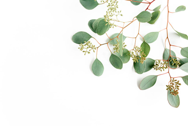 Blätter Eukalyptus mit Früchten in Form von Beeren auf weißem Hintergrund mit leerem Platz für Text. Flache Lage, Draufsicht. Blütenkonzept - Foto, Bild
