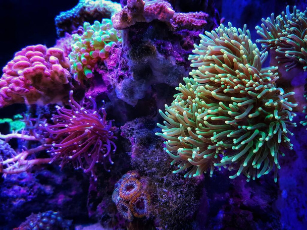 Euphyllia glabrescens - Antorcha de coral LPS - Foto, Imagen