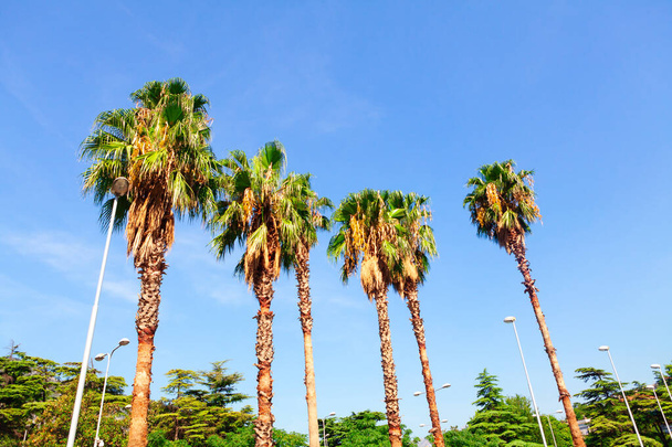 Palm trees and street lamps. Evergreen tropical nature - Foto, Bild