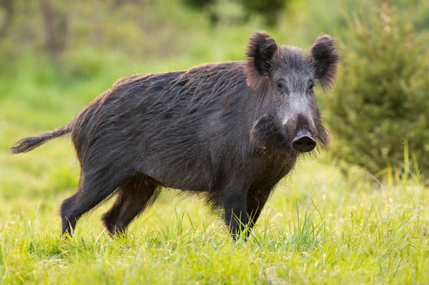 Wild boar standing on green pasture in spring nature - Φωτογραφία, εικόνα