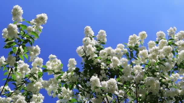 Takken van een weelderige bloeiende jasmijnstruik in de tuin. Witte badstof bloemen in de wind op blauwe lucht achtergrond - Video