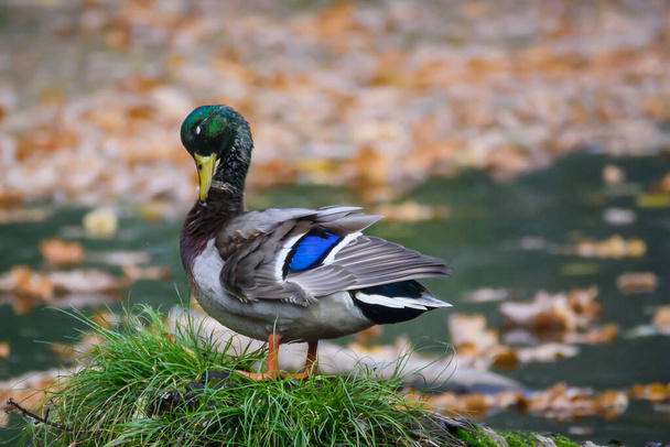 Selective focus photo. Mallard duck on fallen tree. - Photo, Image
