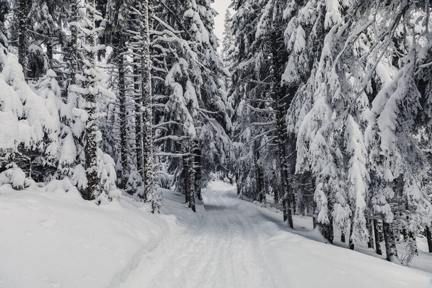 Paysage hivernal avec forêt de pins dans les montagnes.Très grande couche de neige - Photo, image