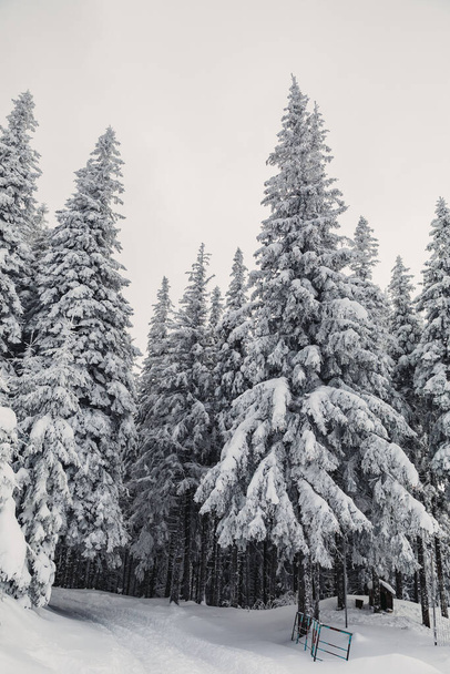 Zimowy krajobraz z sosnowym lasem w górach.Bardzo duża warstwa śniegu - Zdjęcie, obraz
