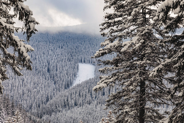 L'inverno gelido in montagna con tanta neve. Paesaggio invernale da favola nella pineta. - Foto, immagini