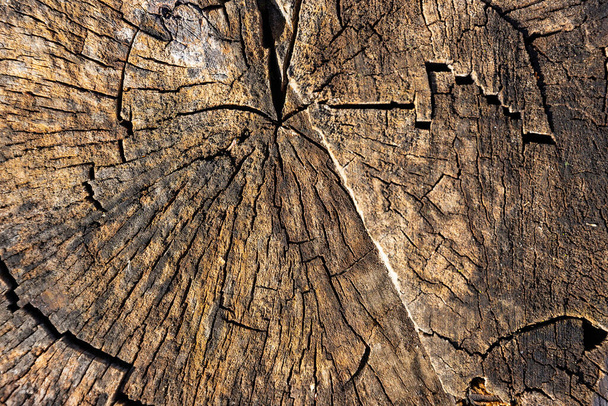 The texture of the old stump. Wood background. - Φωτογραφία, εικόνα