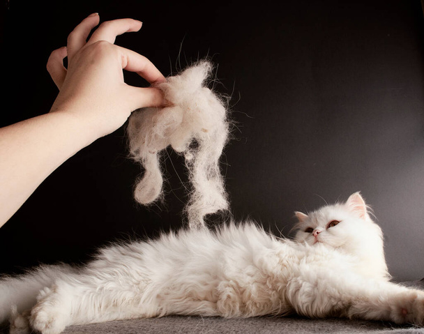 біле котяче та котяче волосся
 - Фото, зображення