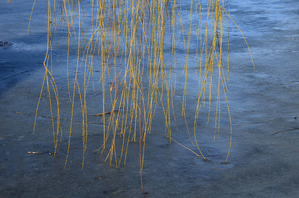 the edge of the pond with a frozen surface. Ice reflects the spring sun. green twigs of weeping willow sway over the ice, which are cut for Easter knitting - Photo, Image