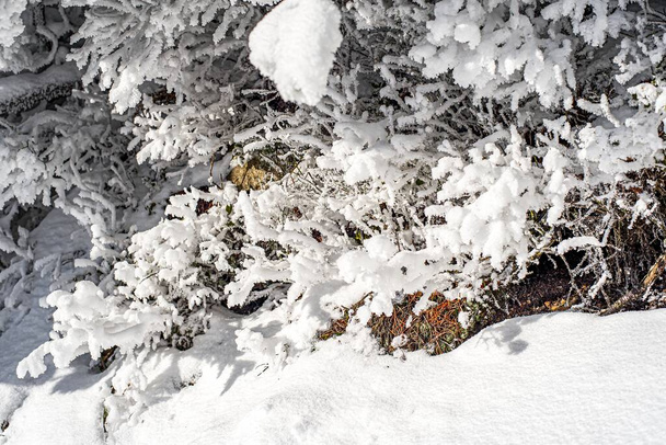 Cespugli e piante coperte di neve e gelo. Natura in inverno coperta di neve - Foto, immagini