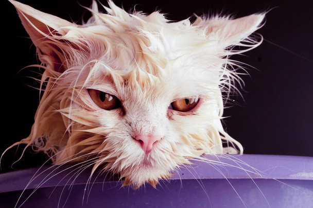 mokrá kočka po koupeli - Fotografie, Obrázek
