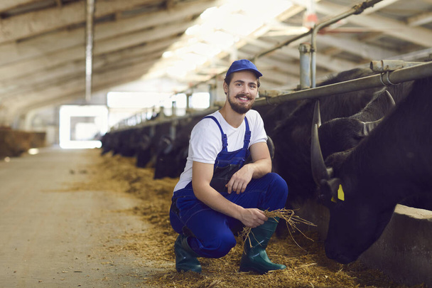 Smiling young farm worker farmer man sitting and feeding black bulls with hay - Fotó, kép
