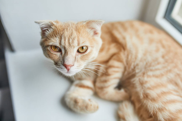 Jonge Britse Stenografisch gestreepte rode kat ligt op een vensterbank thuis, Huisdier, kijkt naar de camera. - Foto, afbeelding