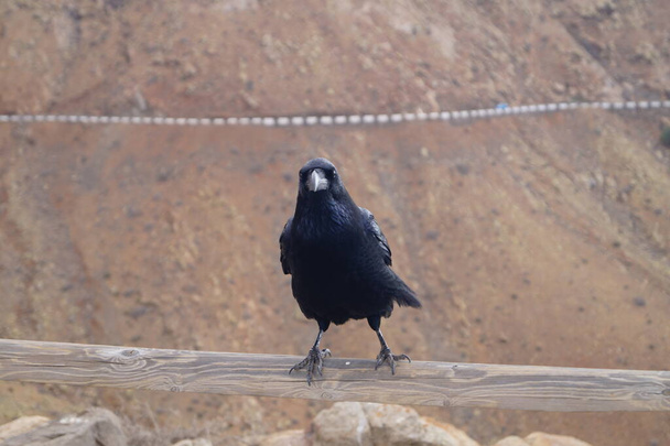 Κοράκι ή κοράκι στη Φουερτεβεντούρα - Corvus Corax - Φωτογραφία, εικόνα