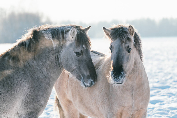 Szary i biały koń chodzi zimą po polu śniegu. Pojawia się oddech koni, zimna pogoda - Zdjęcie, obraz