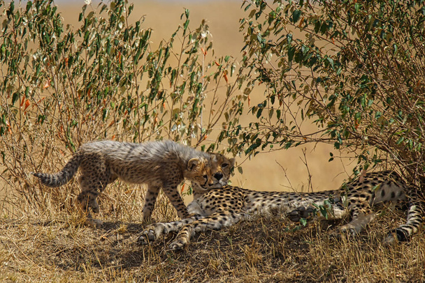 Малята на траві йшли до матері гепарда. Велика кількість тварин мігрує до Національного заповідника Масаї Мара в Кенії (Африка). 2016. - Фото, зображення