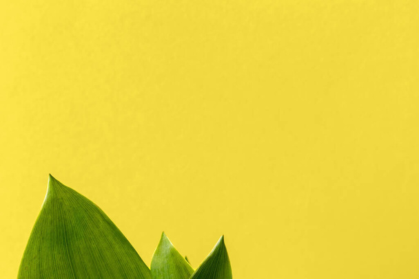 Foglie verdi di giglio della valle su uno sfondo giallo brillante con spazio copia. Luminoso sfondo naturale con fogliame verde. Focus selettivo - Foto, immagini