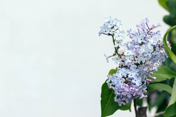 Beautiful branch of lilac in green leaves. Selective focus. Closeup view. Blurred background with copy space - Фото, изображение