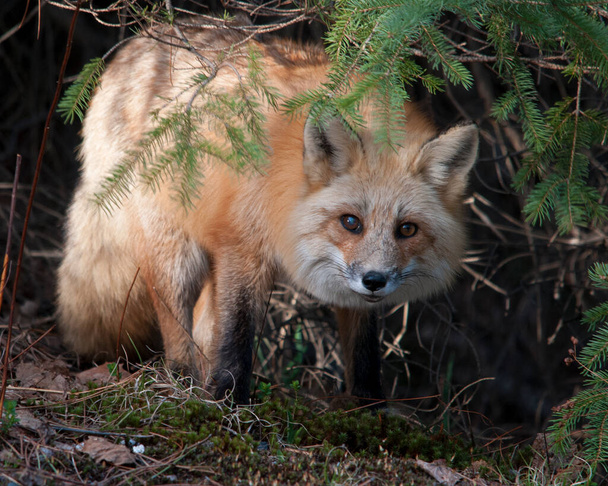 Red Fox close-up profile view in the forest looking at the camera displaying fur, head, ears, eyes, nose, paws, bushy tail in its habitat and environment with moss on the ground. Fox Image. Picture. Portrait. Fox Stock Photo - Photo, Image