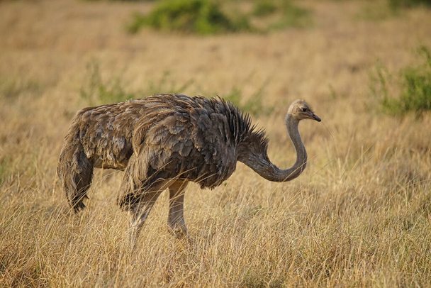 На траве сидит страус с коричневыми перьями. Большое количество животных мигрирует в Национальный заповедник Масаи Мара в Кении, Африка. 2016 год. - Фото, изображение