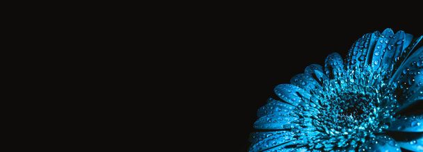 Suuri kaunis gerbera sininen väri tippaa eristetty mustalla taustalla kopioi tilaa, tekstipaikka. Kukkakaupan mainoskyltti. Hyvää joulua. Käyntikortti. Hautajaissymboli. Matkijat. - Valokuva, kuva
