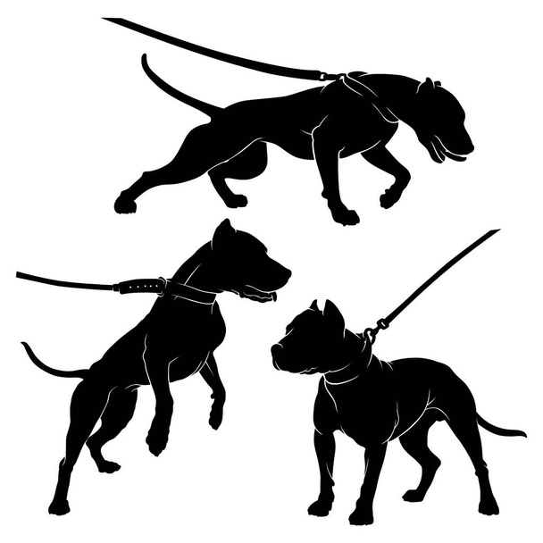 Pit Bull Terrier mit Halsband. Hund an der Leine. Silhouette. Vektorillustration auf weißem Hintergrund. - Vektor, Bild