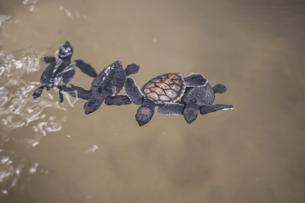 χελώνα μωρό - Φωτογραφία, εικόνα