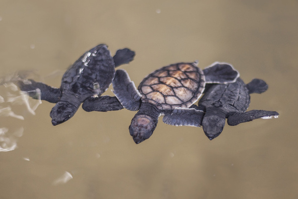 Baby turtle - Foto, afbeelding