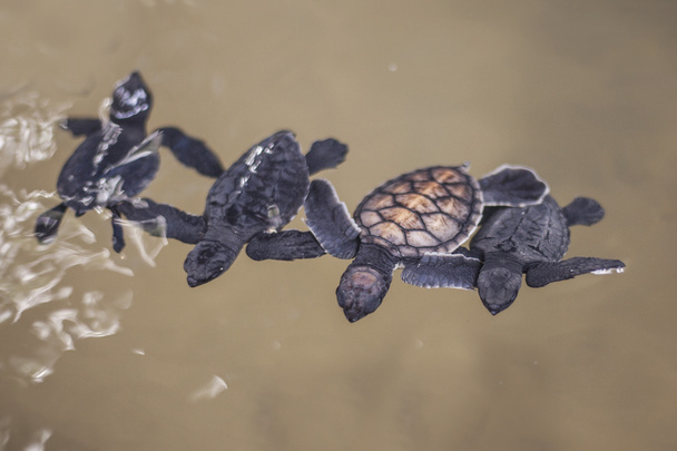 χελώνα μωρό - Φωτογραφία, εικόνα