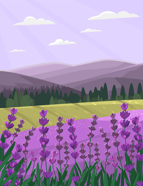 Provence landschap met lavendelveld. Landelijke vector illustratie. - Vector, afbeelding