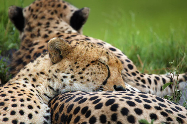 Gepard (Acinonyx jubatus), znany również jako lampart myśliwski, jeden gepard ma głowę na drugim i spoczywa - Zdjęcie, obraz