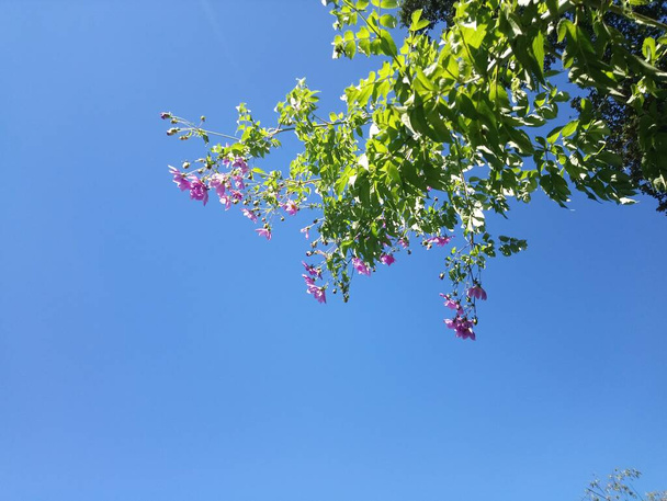 rózsaszín virág ágak ég háttér - Fotó, kép