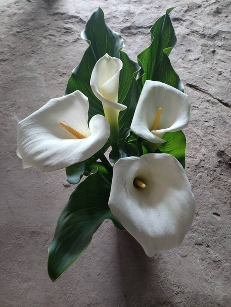 witte cartridge bloem met groene bladeren - Foto, afbeelding
