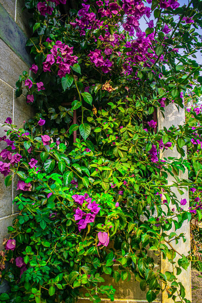 pink bougainvillea flowers and green leaves - Photo, Image