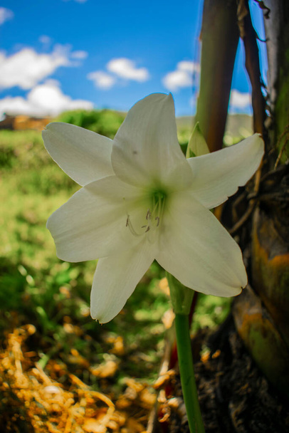 Bela flor branca com pétalas grandes
 - Foto, Imagem