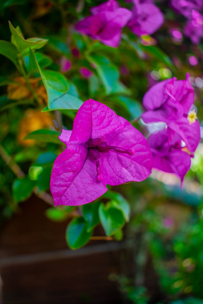 flor rosa com três pétalas - Foto, Imagem