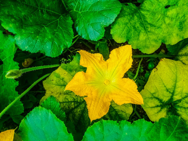 bela flor natural de grande fruto amarelo - Foto, Imagem