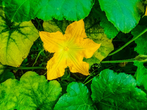 красивый большой желтый цветок кайола  - Фото, изображение