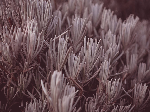 plant background - small bushes close-up - Foto, Imagen