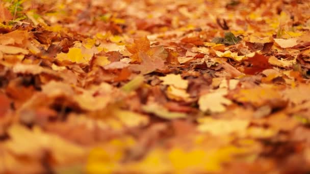 Caída de hojas de arce amarillo seco en el suelo. Parque de otoño en los rayos de luz solar cálida - Metraje, vídeo