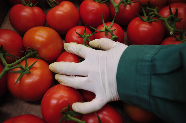 Kırmızı ve olgun domates, sağlıklı sebze ve dengeli beslenme. - Fotoğraf, Görsel