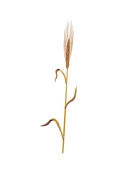 Rye Stalk Icon - Vector, Image