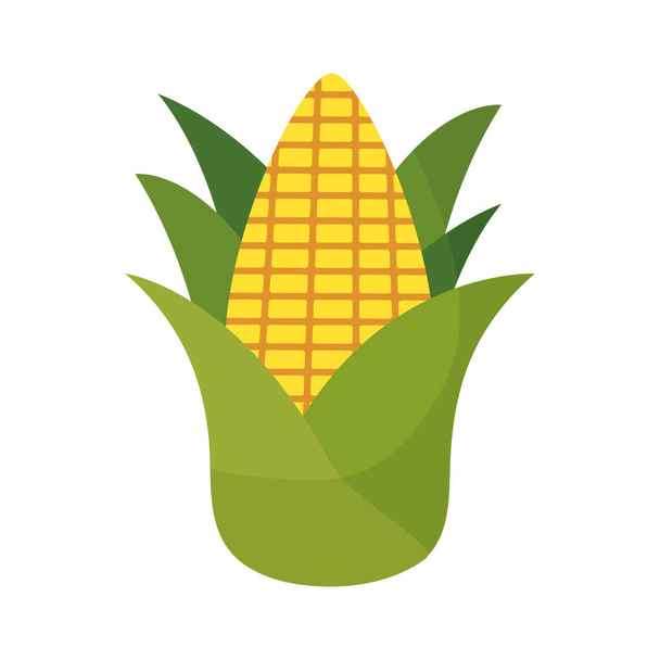 свіжа кукурудза кобу ізольована піктограма
 - Вектор, зображення